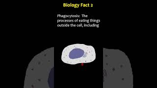 Biology Facts  Phagocytosis  Microglia [upl. by Davidoff]