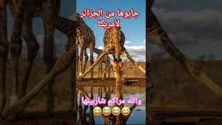 قالك هاذي الزرافة حولوها من الجزائر لأمريكا نكت اكسبلور comedy ضحك نكت2024 ضحكة كوميديا [upl. by Aihsital673]