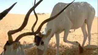 Addax in the Sahara Desert [upl. by Ailet]