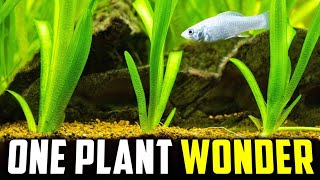 The Only Aquarium Plant Youll Ever Need Itll Never Stop Growing [upl. by Woermer467]