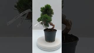 Pinus thunbergii senjyumaru número 4113 [upl. by Gimpel]