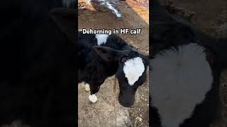 Dehorning in calf animallover doctorstards [upl. by Nasas]