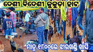 Desi bideshi kukuda angarpada hato manoranjan hato vlog [upl. by Nils]