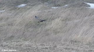 Blauwe kiekendief vrouwtje in vlucht bij windkracht 9 Beaufort Hedwigepolder Emmadorp 19 feb 2022 [upl. by Brett]