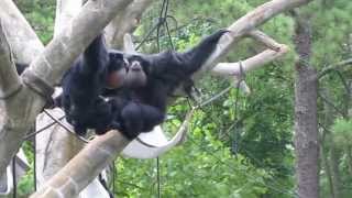 siamang monkey sounds at riverbanks zoo [upl. by Ayotas]