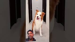 Dog new dance  funny trending viralvideo subscribe subscribefunny [upl. by Hutchins]