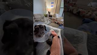 Spayed and neutered Puppy Schnoodle trending puppy spay [upl. by Okwu]