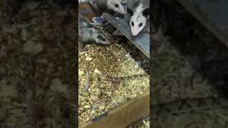 Brushtail Possum Struggles To Squeeze Into House  ViralHog [upl. by Grier]