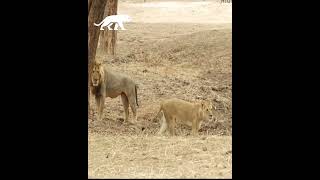 Leona coquetea con el león para robarle la comida [upl. by Dahle]