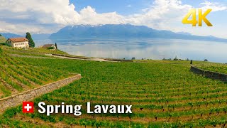 Switzerland 🇨🇭 Lavaux Spring Walk Vineyard Terraces magnificent views of the Alps and Lake Geneva [upl. by Harris765]