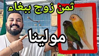 بيع زوج ببغاء مولينا للانتاج أثمنة ببغاء كونيور moshabvlog سوققريعةللطيور ببغاء  سوقطنجة [upl. by Assylla]