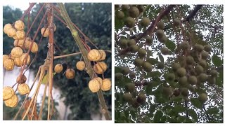 Chinaberry  Melia azedarach Beadtree Neem Tree trees neem chinabarry nature beautiful [upl. by Rehteh]