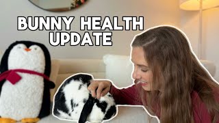 Denzels Diagnosis amp Health Update  E Cuniculi in Rabbits [upl. by Adnolor]