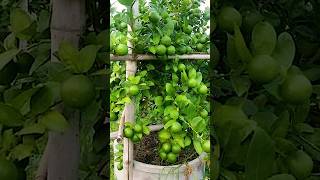 🌿How grow Lemon tree great idea to propagate Lemon tree by air layering using a Carrot🥕 lemontree [upl. by Hanauq94]