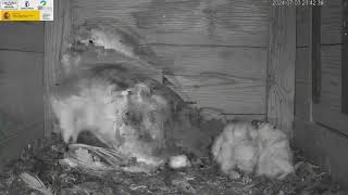 Aláudido para cenar en el nido de lechuza • Lark for dinner at the barn owls nest [upl. by Friederike]