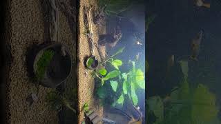 community tank update [upl. by Leola]