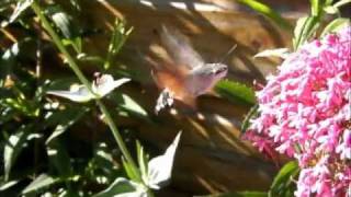 Kolibrievlinder  Colibri butterfly  Macroglossum stellatarum  TEXEL  NL [upl. by Winton]