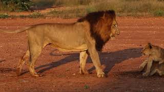 Lion dad gets irritated with playful cubs [upl. by Emmit]