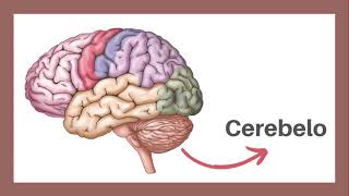 ANATOMÍA Y FISIOLOGÍA DE CEREBELO [upl. by Anihpled16]