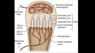 RICKETS AND OSTEOMALACIA [upl. by Julee]