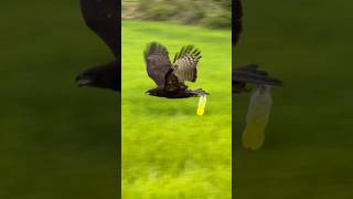 Strong changeable Hawk Eagle hanging bottle with water inside training amazing eagle eagleflying [upl. by Kirbie]