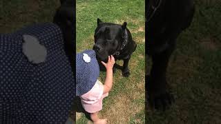 Giant CANE CORSO dog shows teeth to child [upl. by Eloccin719]