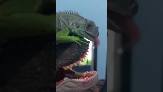 Dino Attack Iguana VS Tyrannosaurus Rex shorts dinosaur iguana viralshorts fyp [upl. by Persian]