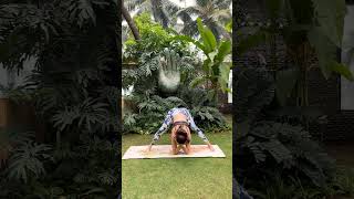 Prasarita Padottanasana Pratirupam  mondaymotivation shilpashetty shorts shortsvideo youtube [upl. by Gersham]