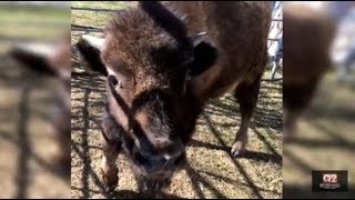 Bison coming to ZooMontana [upl. by Bascomb]