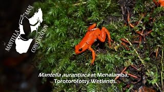 Golden Mantella Mantella aurantiaca at Torotorofotsy Wetlands [upl. by Spiers]