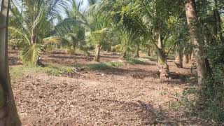 drip irrigation for coconut farms [upl. by Yekcir]