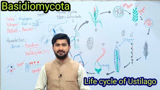 86 Basidiomycota  Life cycle of ustilago Loose smut of Wheat  Fsc biology class 11 [upl. by Reichel]