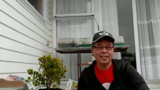 How to propagate Eugenia or Australian brush cherry by stem cuttings [upl. by Faucher]