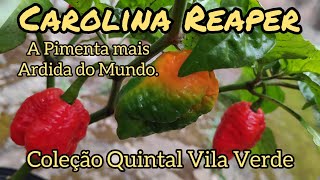 Pimenta 16  Carolina Reaper a mais ardida do mundo Coleção de Pimentas do Quintal Vila Verde [upl. by Yenalem]