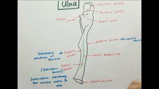 Anatomy of Ulna [upl. by Annail154]