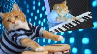 Keyboard Cat Bongos [upl. by Constantine]