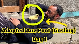 Adopted Anz Poot Gosling Day 1 vlogs kashmirivlog viral trending india [upl. by Effy]