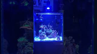 Nano kostka 64L relaxingmusic nanoreeftank aquarium reef nemo shrimp reeftank [upl. by Molton638]