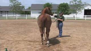 Arabian Gelding Halter  My Horse University [upl. by Ainoyek]