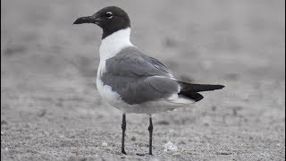 Laughing Gull [upl. by Wooldridge]