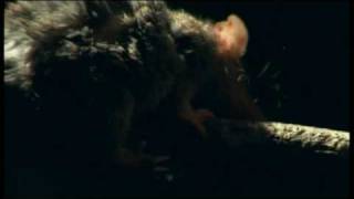 Antechinus Mating [upl. by Innoc]