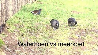 waterhoen vs meerkoet [upl. by Refinnaj]