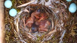 Two cuckoo chicks in the same nest [upl. by Revell596]