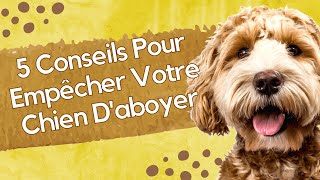 5 Conseils Pour Empêcher Votre Chien Daboyer 🐶 [upl. by Adnohsak]