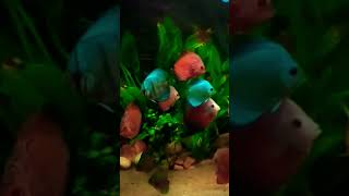 Planted discus fish tank [upl. by Enirehs]