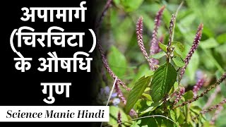 Achyranthes Aspera पारंपरिक औषधि  अपामार्ग के फायदे गुण लाभ नुकसान उपयोग और प्रयोग  चिरचिटा [upl. by Shayn162]