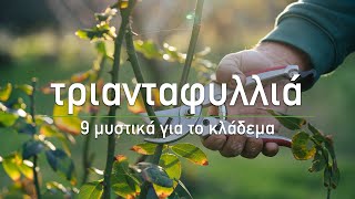 🌹 Κλάδεμα τριανταφυλλιάς για αύξηση της ανθοφορίας  Τα Μυστικά του Κήπου [upl. by Morganstein251]