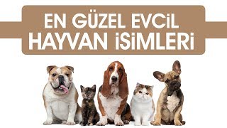 En Güzel 10 Evcil Hayvan İsmi Köpek  Kedi [upl. by Ratna199]