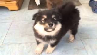 Finnish Lapphund Puppies Meeting My Cat Delphi [upl. by Lavery907]