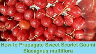 How to Propagate Sweet Scarlet Goumi Elaeagnus multiflora [upl. by Fesuoy]